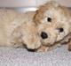 Blanding af racer Flicka (Goldendoodle)