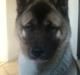 American Akita Mufti