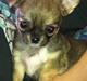 Chihuahua Selma