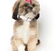 Lhasa apso Laura