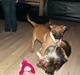 Malinois Dalton