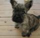 Cairn terrier Tofthus' Xaron (Murphy)