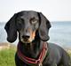 Gravhund ......Jaques.....;) (Himmelhund)