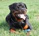 Rottweiler Hobie Vom Hause Luna