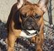 Fransk bulldog Djon