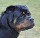 Rottweiler Heitah's Ziko