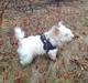 West highland white terrier Whisky