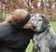 Ruhåret hønsehund Sargo