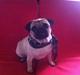 Mops Micha (MIN MORMOR'S)