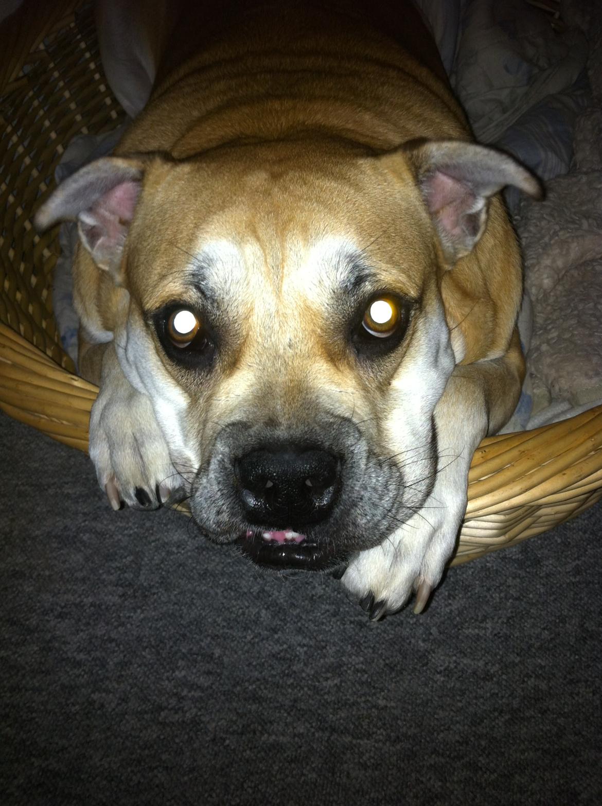 Mallorca Mastiff / Ca de Bou Aya billede 13