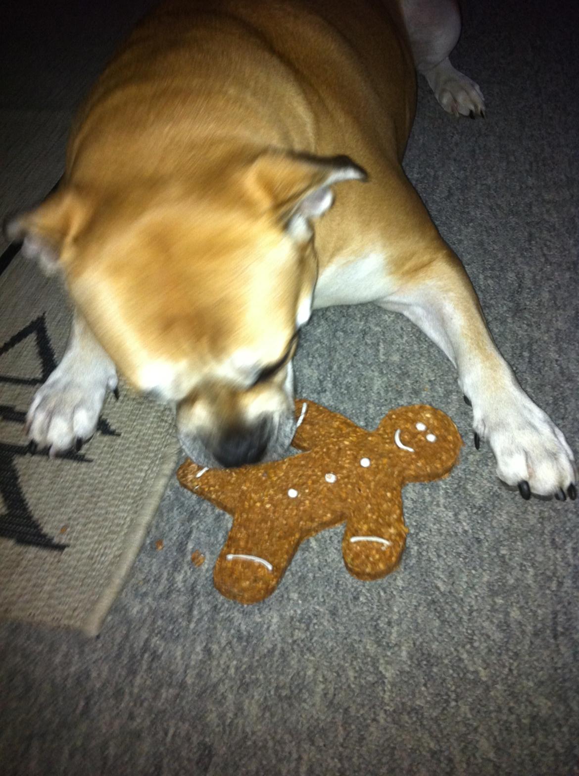 Mallorca Mastiff / Ca de Bou Aya billede 14