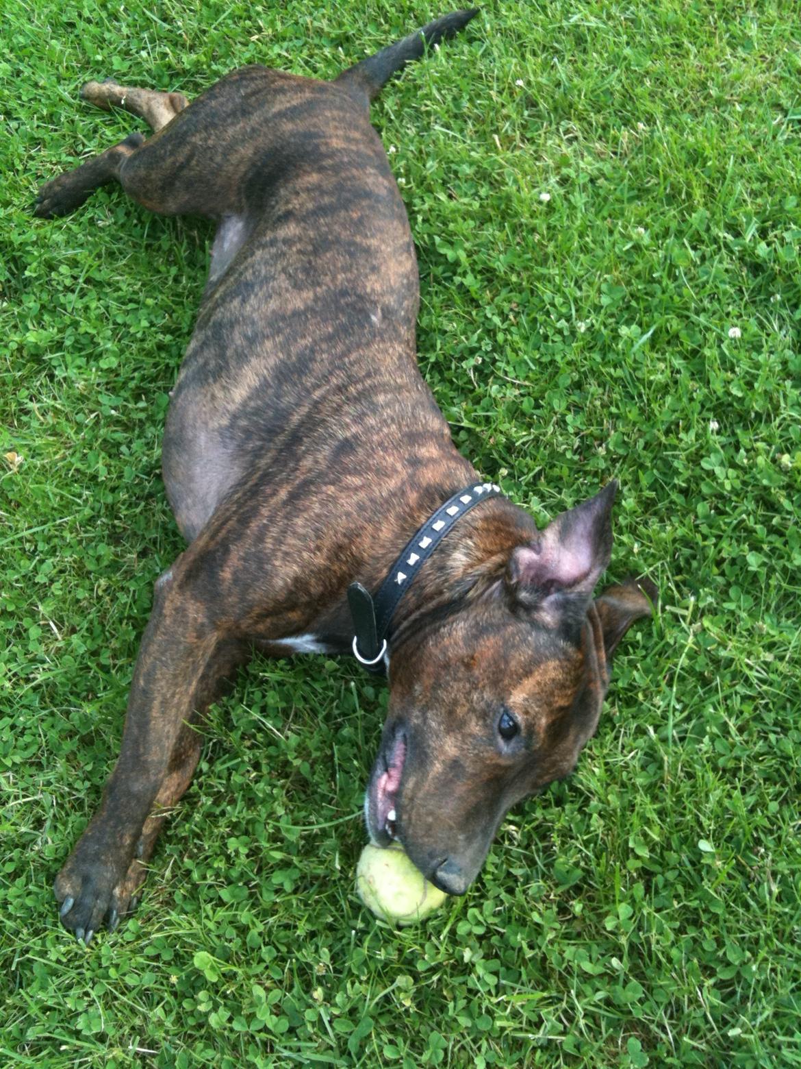 Blanding af racer Tilde billede 13