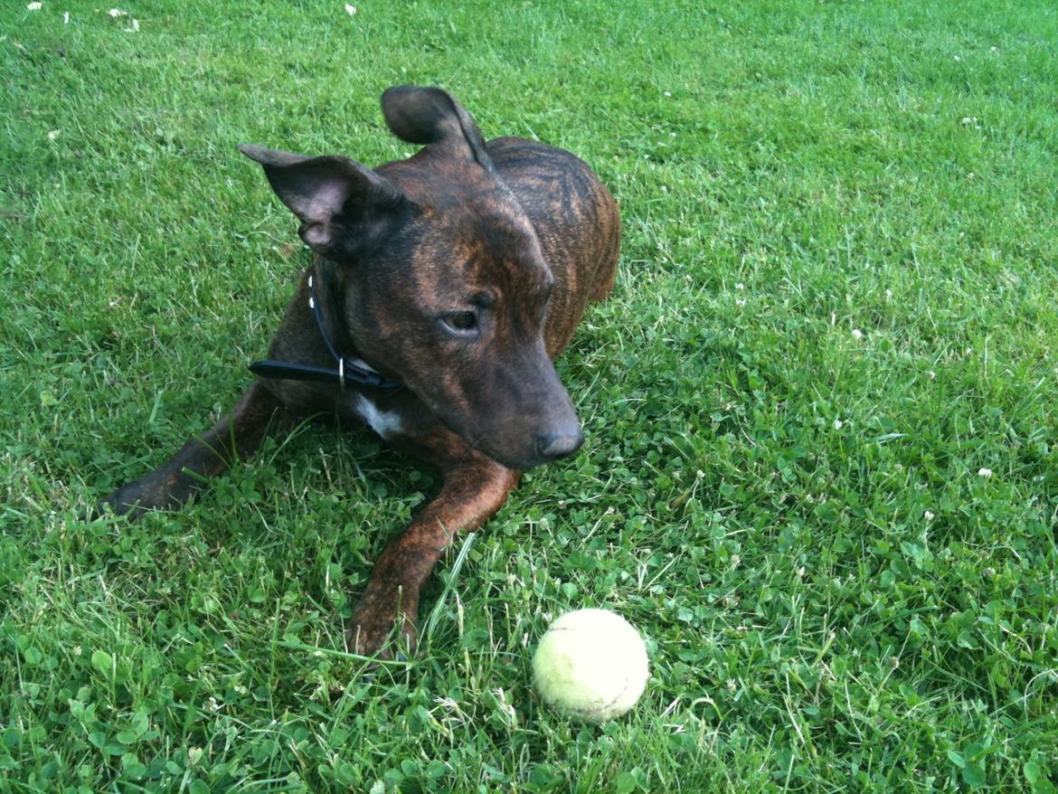 Blanding af racer Tilde billede 14