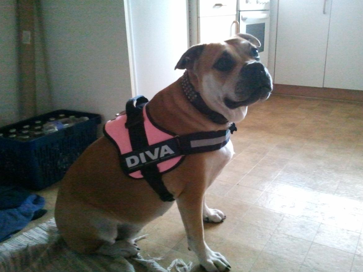 Mallorca Mastiff / Ca de Bou Aya billede 15