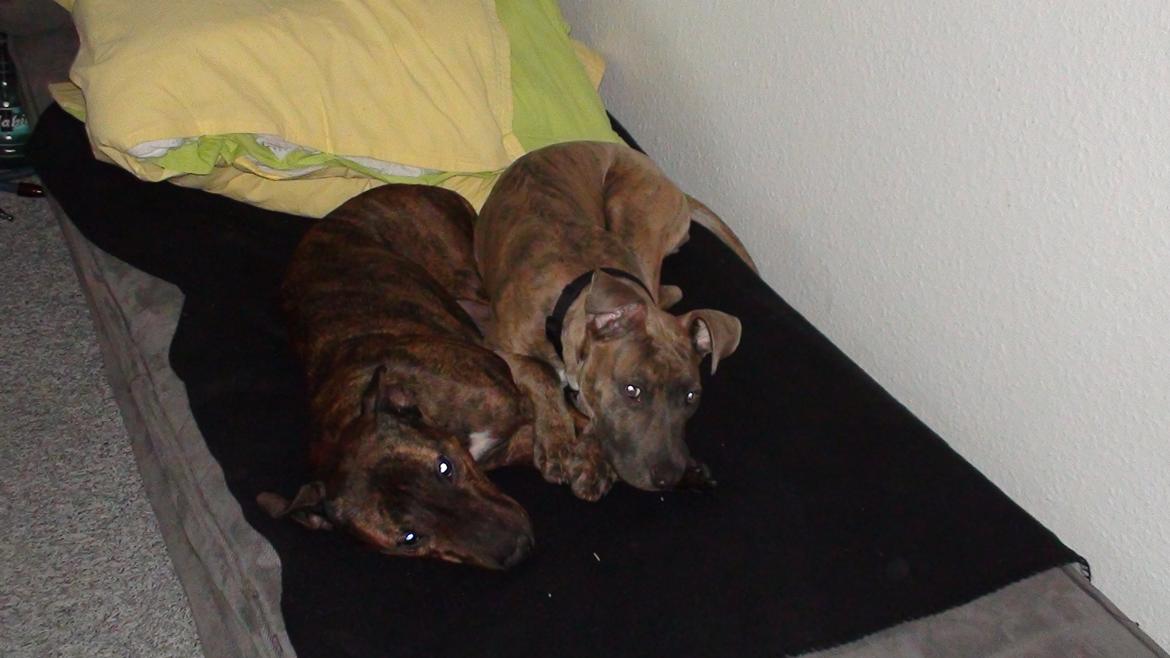 Blanding af racer Tilde - Tilde og Coockie....
 billede 15