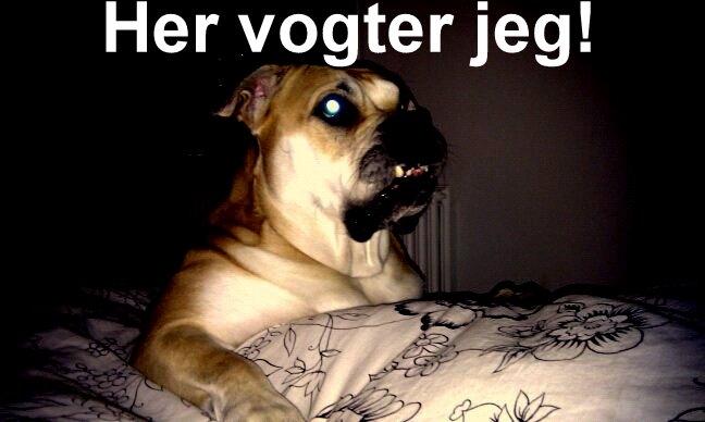 Mallorca Mastiff / Ca de Bou Aya billede 16