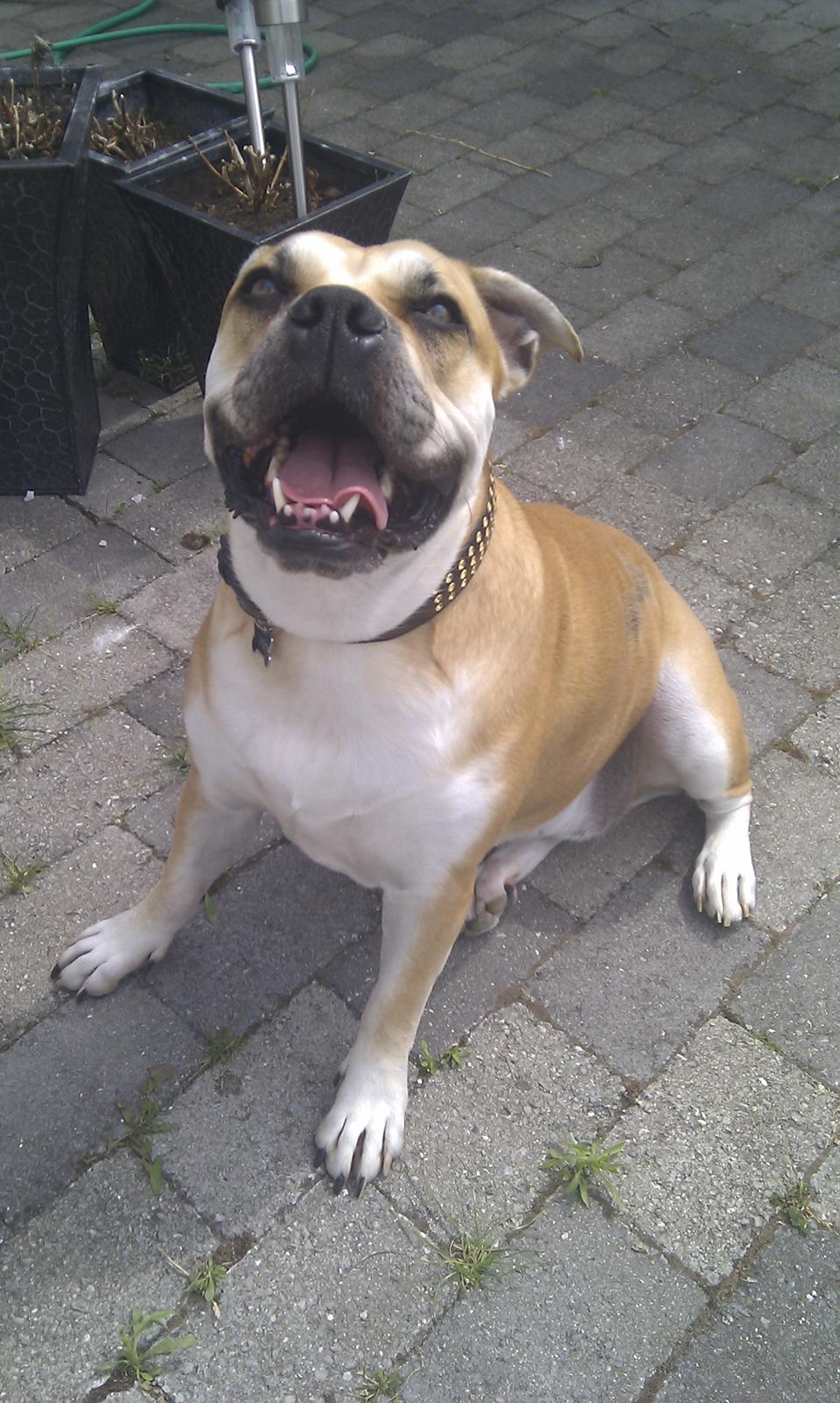 Mallorca Mastiff / Ca de Bou Aya billede 17