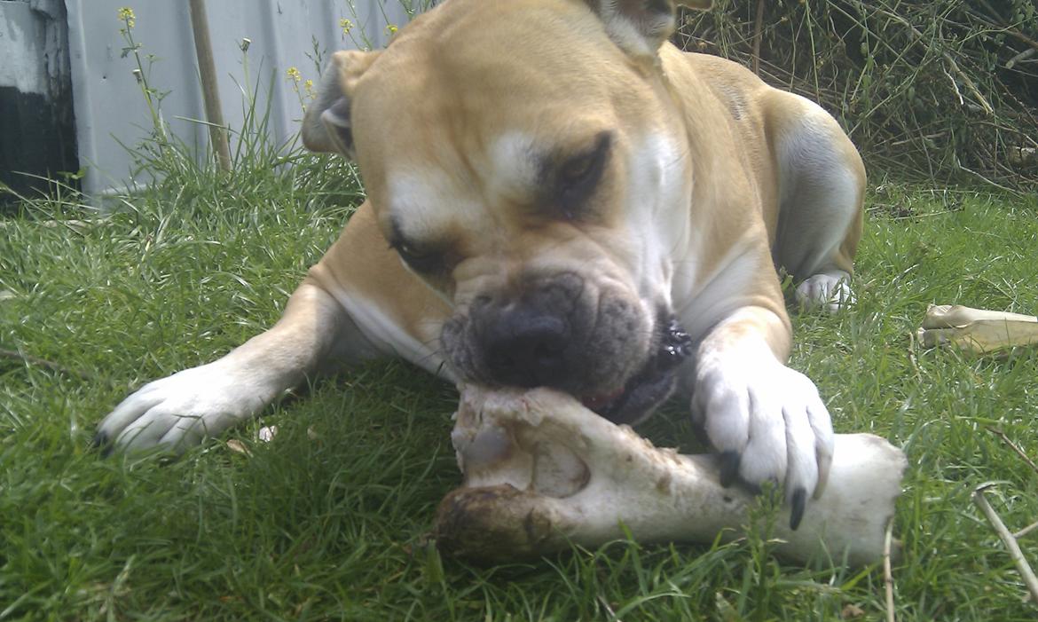 Mallorca Mastiff / Ca de Bou Aya billede 18