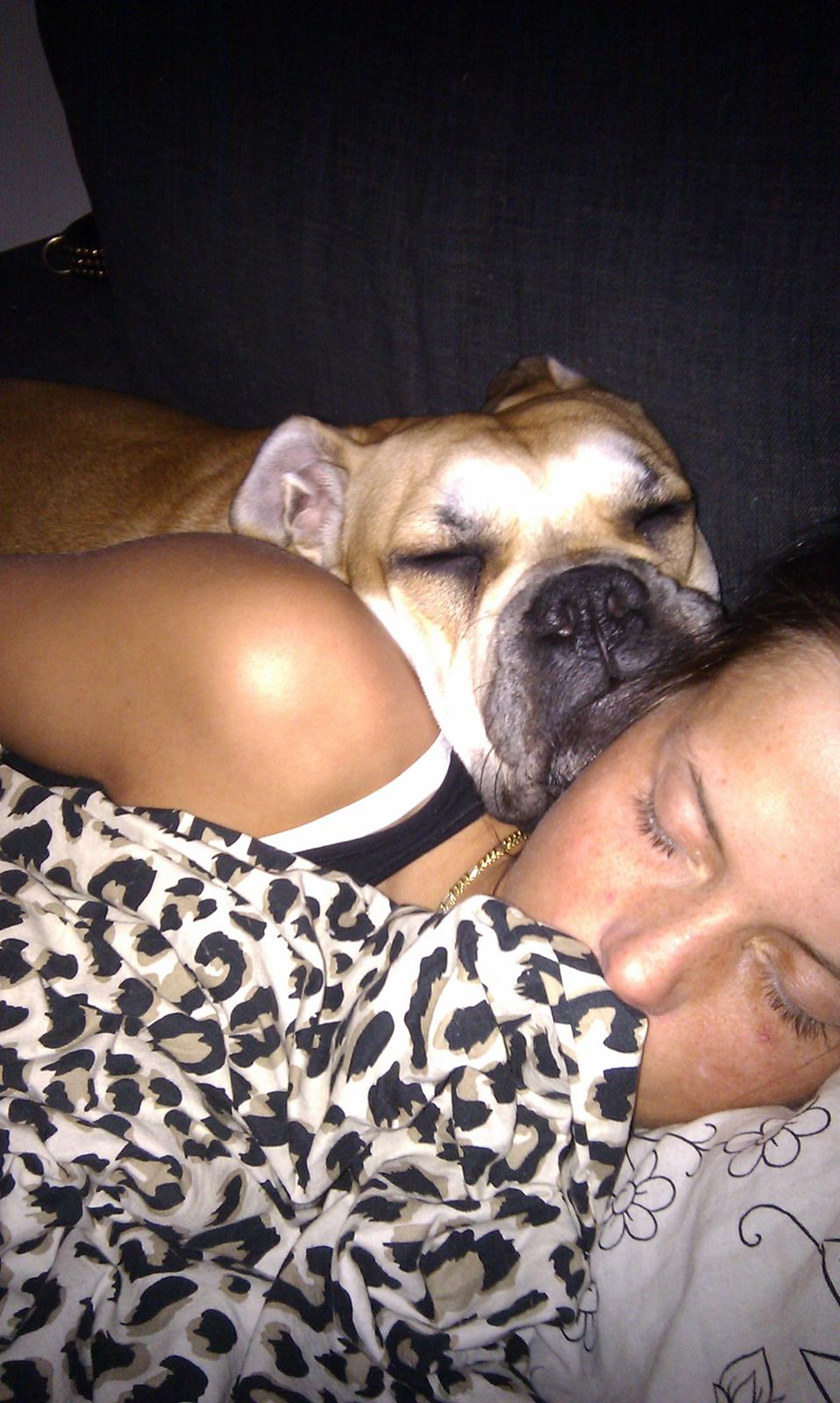 Mallorca Mastiff / Ca de Bou Aya billede 19