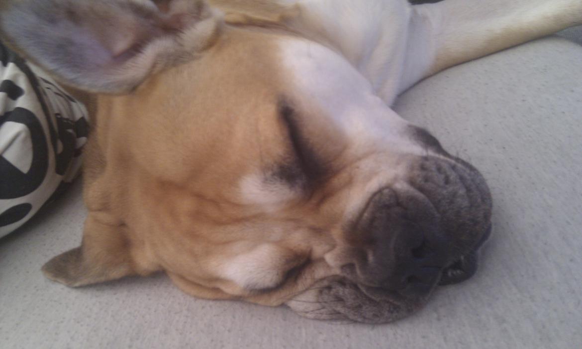 Mallorca Mastiff / Ca de Bou Aya billede 20