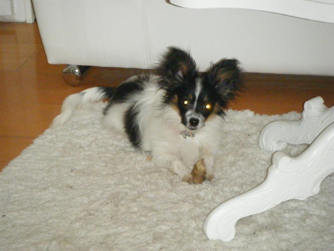 Papillon Cute Diamonds Tinker Bell - 4 en halv mdr. billede 1