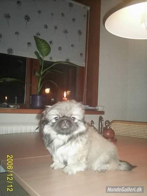 Pekingeser Cherie billede 1