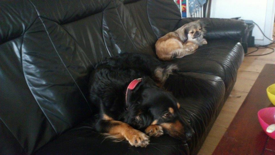 Blanding af racer Aleu billede 11