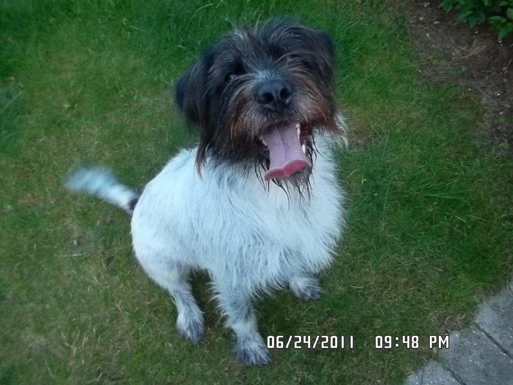 Blanding af racer Rollo (: - Nyt! <33 billede 16