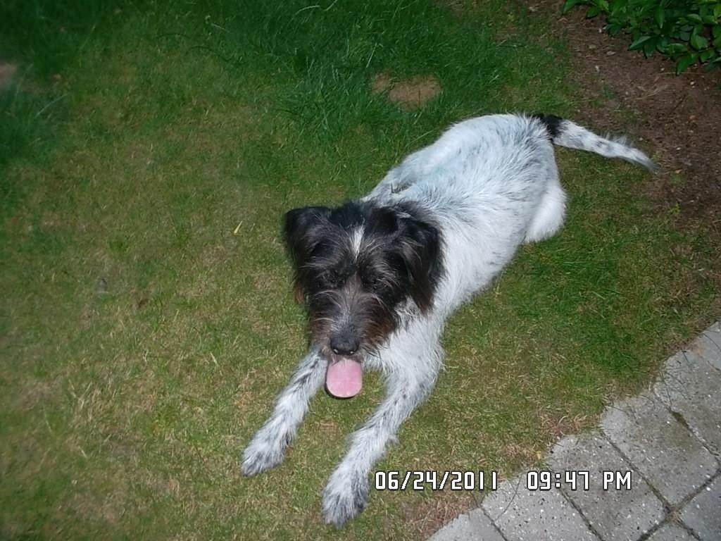 Blanding af racer Rollo (: - Nyt! <33 billede 17