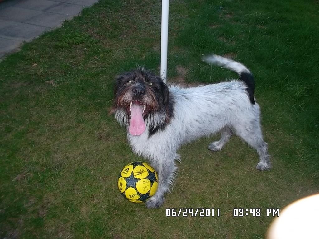 Blanding af racer Rollo (: - Nyt! <33 billede 18