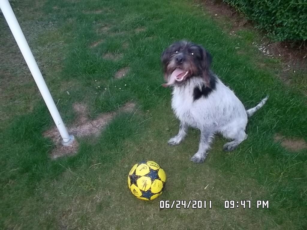 Blanding af racer Rollo (: - Nyt! <33 billede 20