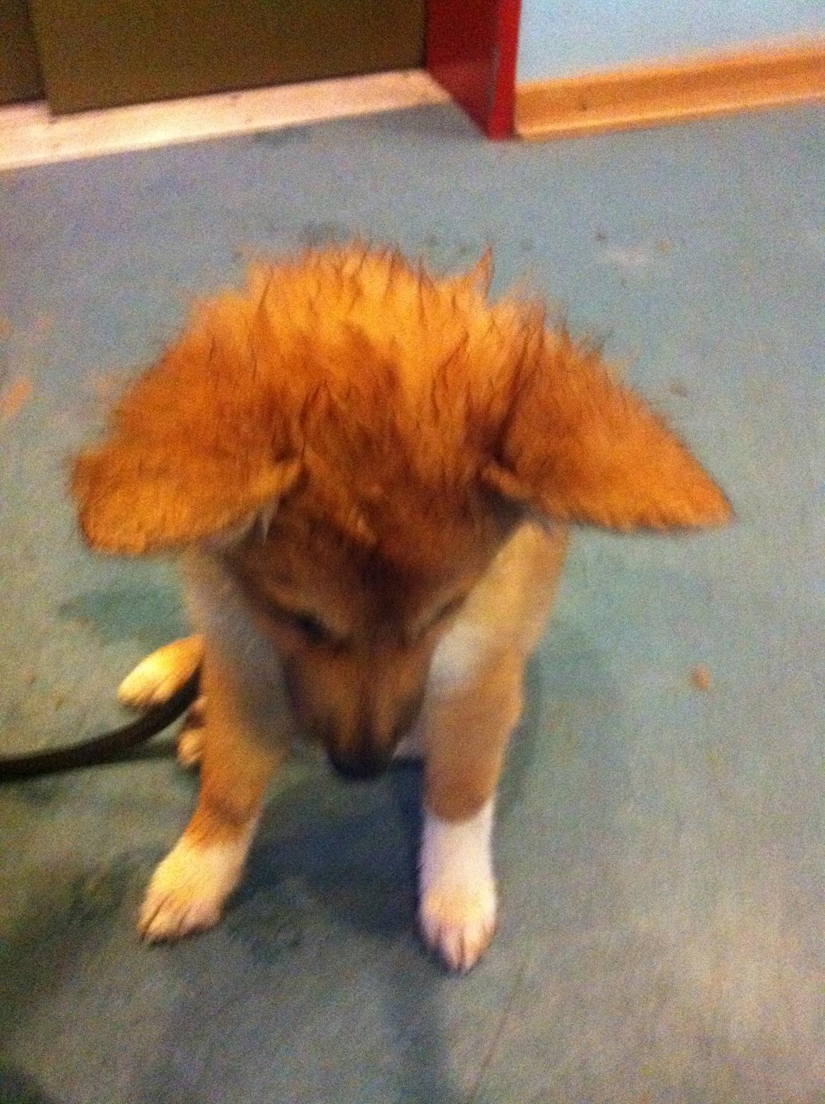 Islandsk fårehund Cika - Så er sneen væg se hvor våd jeg blevet fra regnen ! :)  billede 12