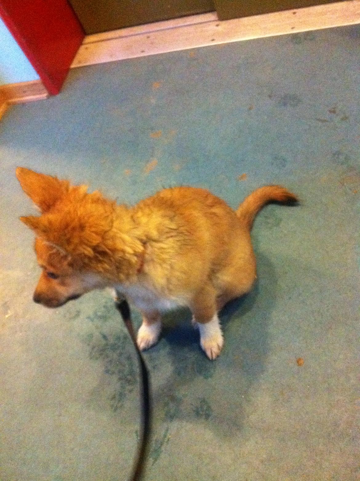 Islandsk fårehund Cika - Så skal vi snart ind i varmen og på min tørre og dejlige seng :) billede 13