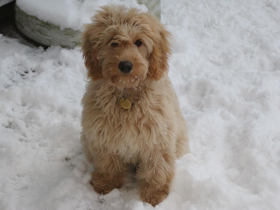 Blanding af racer Flicka (Goldendoodle) billede 3