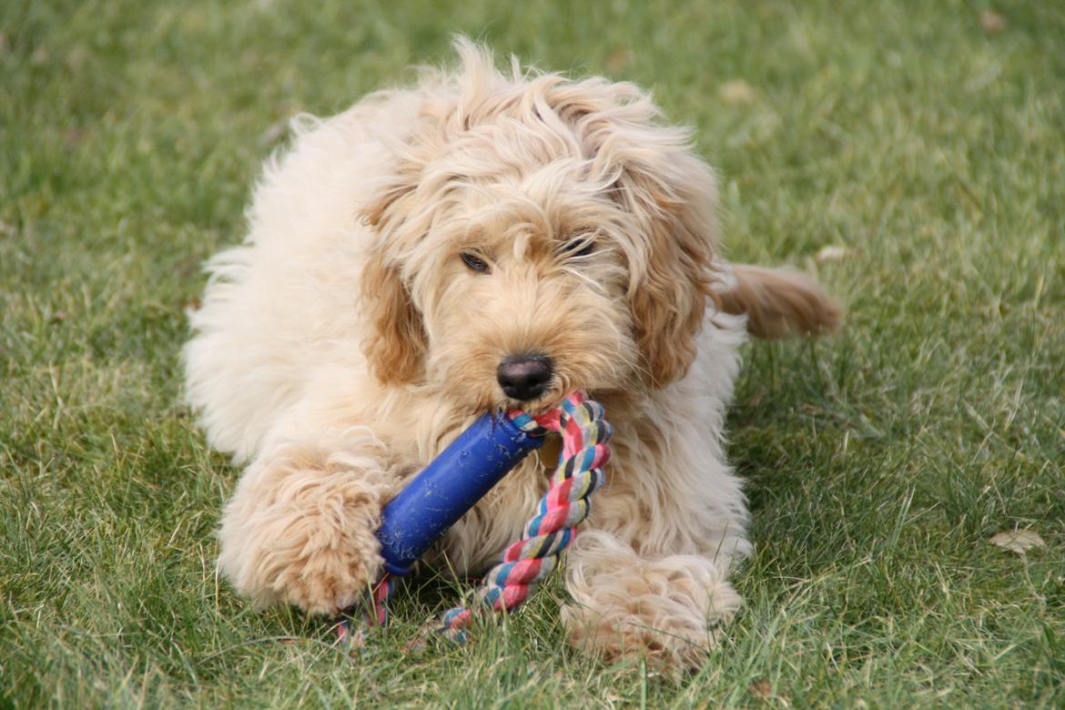 Blanding af racer Flicka (Goldendoodle) billede 4