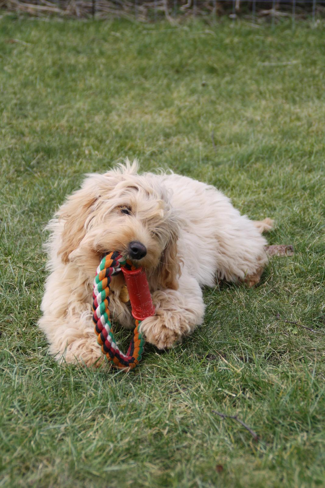 Blanding af racer Flicka (Goldendoodle) billede 5