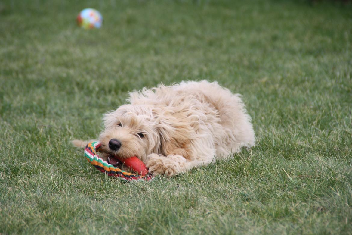 Blanding af racer Flicka (Goldendoodle) billede 6