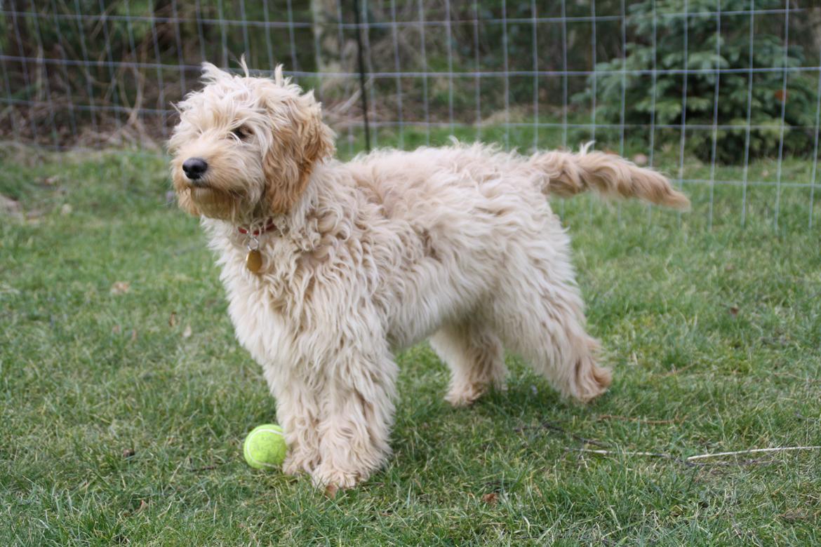 Blanding af racer Flicka (Goldendoodle) billede 7