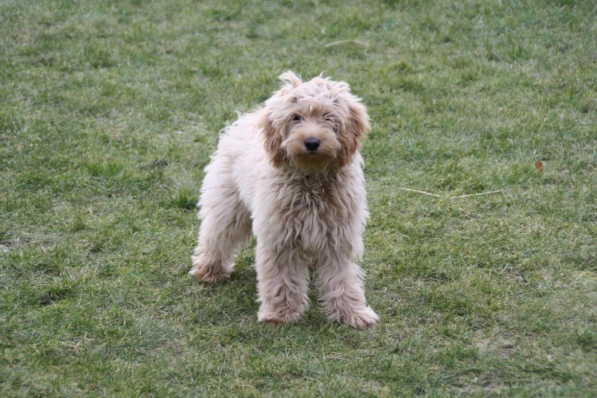 Blanding af racer Flicka (Goldendoodle) billede 8