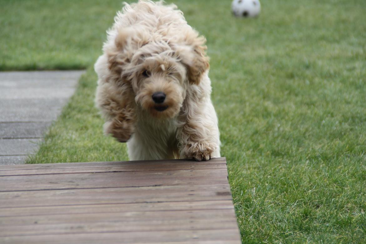 Blanding af racer Flicka (Goldendoodle) billede 9