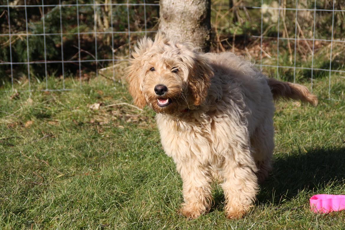 Blanding af racer Flicka (Goldendoodle) billede 10