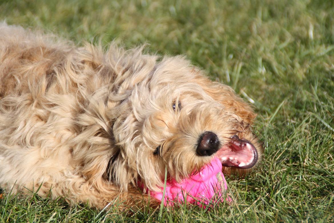 Blanding af racer Flicka (Goldendoodle) billede 11