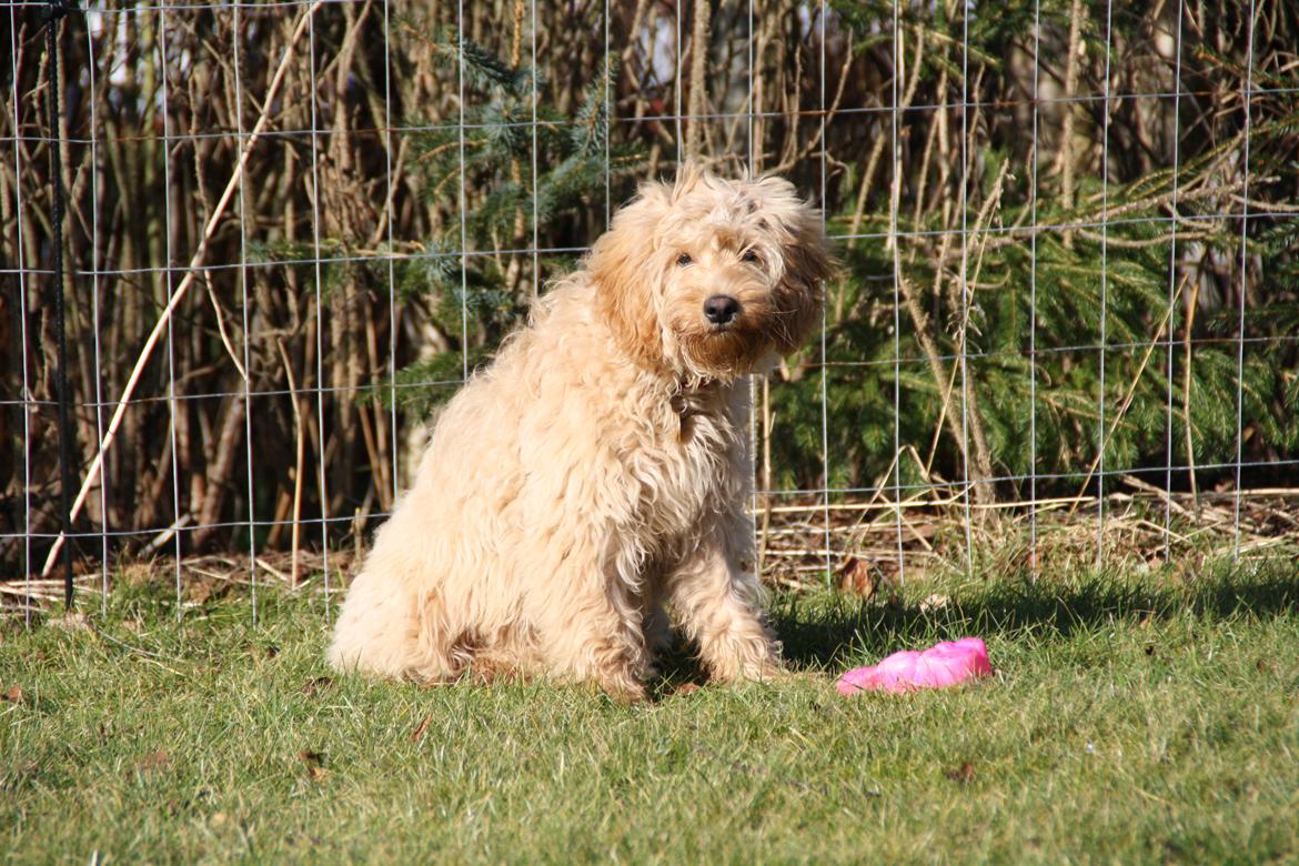 Blanding af racer Flicka (Goldendoodle) billede 12