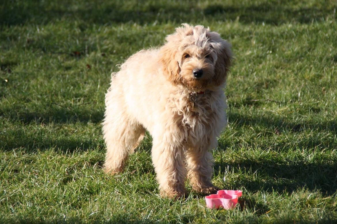 Blanding af racer Flicka (Goldendoodle) billede 13