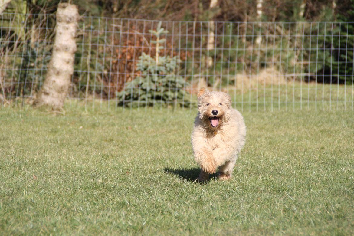 Blanding af racer Flicka (Goldendoodle) billede 14