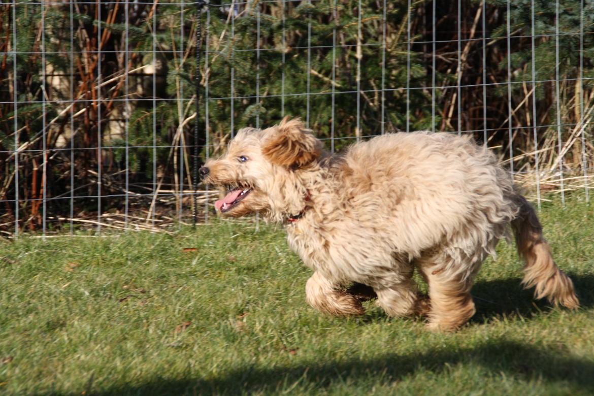 Blanding af racer Flicka (Goldendoodle) billede 15