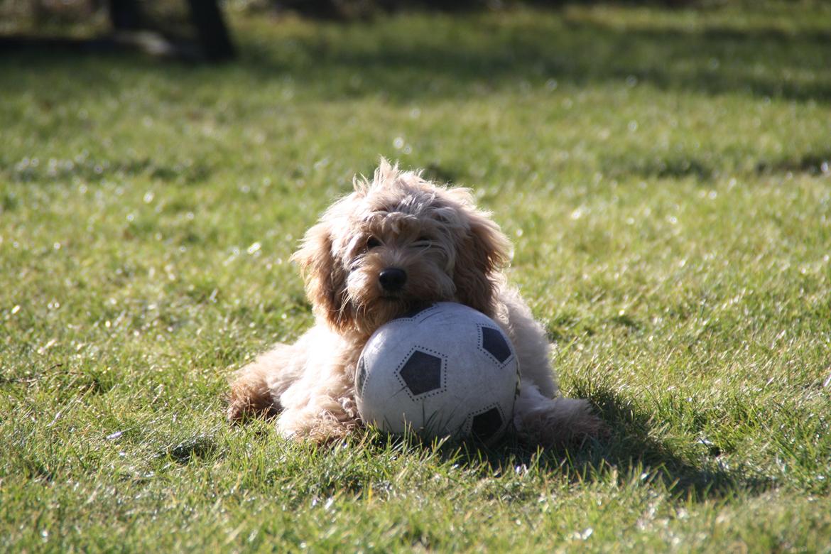 Blanding af racer Flicka (Goldendoodle) billede 16