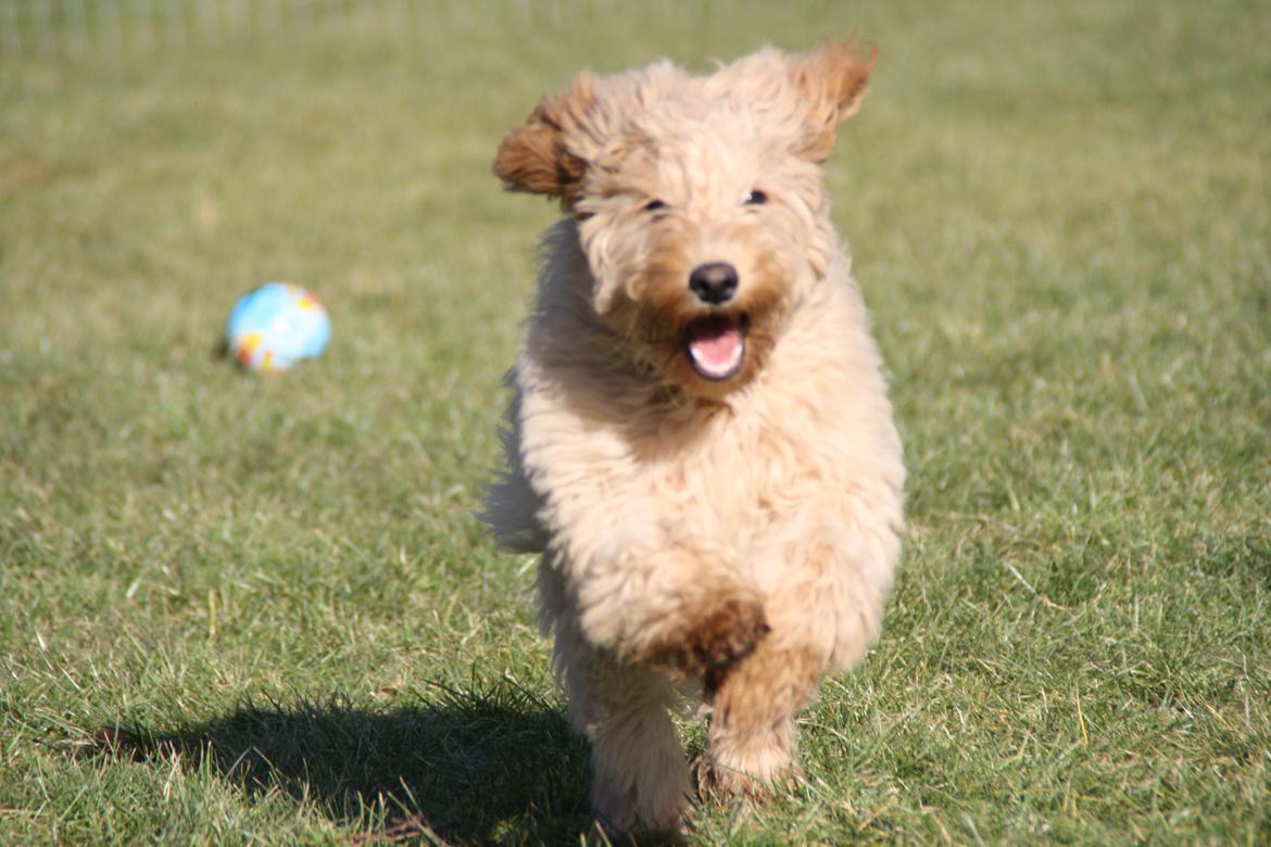 Blanding af racer Flicka (Goldendoodle) billede 17