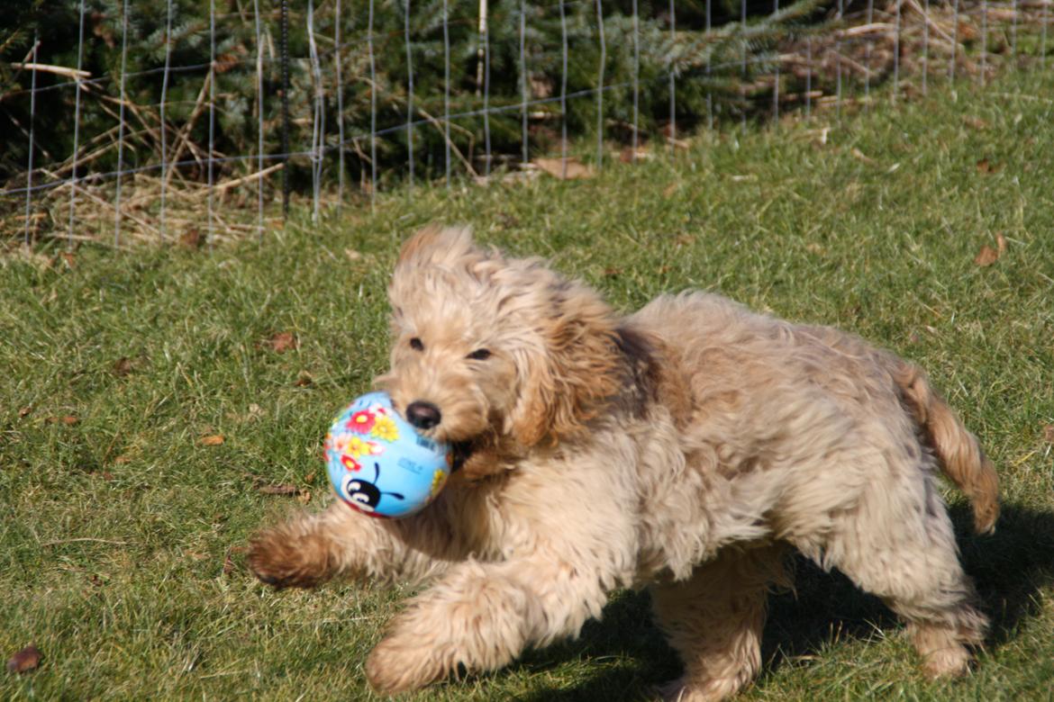 Blanding af racer Flicka (Goldendoodle) billede 19