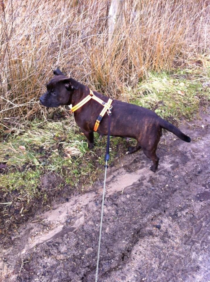 Staffordshire bull terrier Chili - Chili i skoven d. 28/2-2012 billede 8
